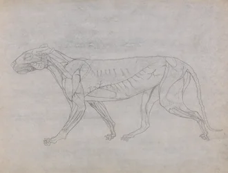Vergleichende anatomische Darstellung der Struktur des menschlichen Körpers mit der eines Tigers und eines gewöhnlichen Huhns: Tigerkörper, Seitenansicht