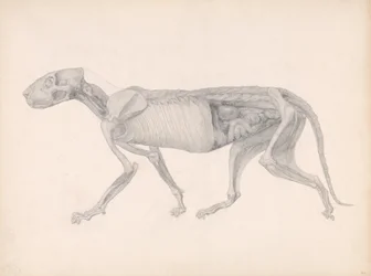 Vergleichende anatomische Darstellung der Struktur des menschlichen Körpers mit der eines Tigers und eines gewöhnlichen Huhns: Tigerkörper, Seitenansicht, 1795-1806
