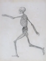 Vergleichende anatomische Darstellung der Struktur des menschlichen Körpers mit der eines Tigers und eines gewöhnlichen Huhns: Menschliche Figur, Seitenansicht, 1795-1806
