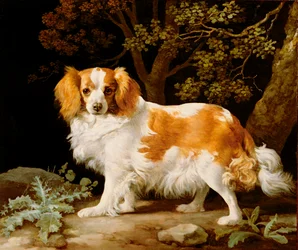 Ein Leber- und Weißer King Charles Spaniel in einer bewaldeten Landschaft