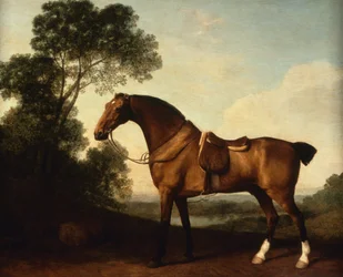 Ein gesattelter brauner Jäger