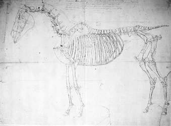 Anatomische Studie eines Pferdes