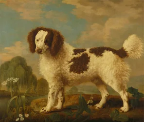 Brauner und weißer Norfolk- oder Wasserspaniel