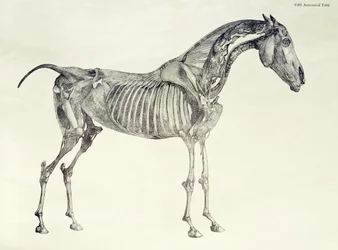 Fünfte anatomische Tafel, aus 