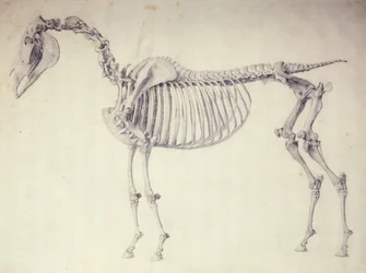 Fünfter Anatomietisch, aus 