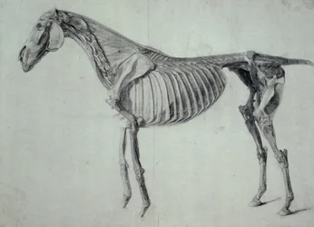 Fertige Studie für die fünfte anatomische Tafel eines Pferdes (Graphit auf Papier)