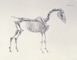 Erster Skelett-Tisch, aus Die Anatomie des Pferdes