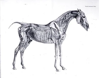 Vierte anatomische Tafel, aus 