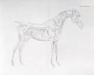 Vierte anatomische Tafel, aus 