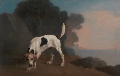 Foxhound, Foxhound auf der Fährte, ca. 1760