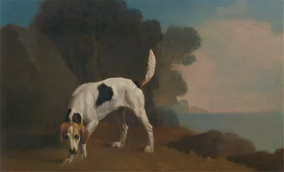 Fuchshund