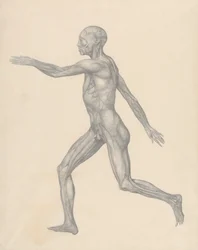 Menschliche Figur, Seitenansicht, nach Entfernung der Haut und der darunter liegenden Faszienschichten (Fertige Studie für Tabelle XIII)