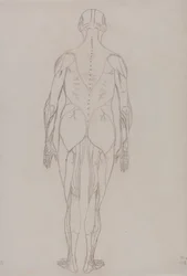 Menschliche Figur, Rückansicht (Umrisszeichnung für Schlüsselfigur zu Tafel XII)