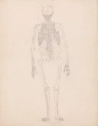 Menschliches Skelett, Rückansicht