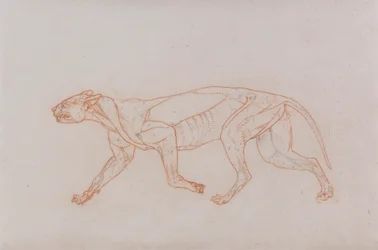 Leopardenkörper, Seitenansicht
