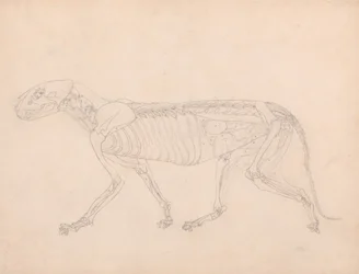 Studie eines Tigers, Seitenansicht, Bauchorgane freigelegt, aus Einem Vergleichenden Anatomischen Exposé der Struktur des menschlichen Körpers mit dem eines Tigers und eines gewöhnlichen Huhns, ca. 1795-1806