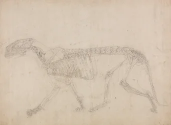 Studie eines Tigers, Seitenansicht, aus Einem Vergleichenden Anatomischen Exposé der Struktur des menschlichen Körpers mit dem eines Tigers und eines gewöhnlichen Huhns, 1795-1806