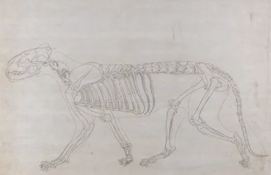 Studie eines Tigers, Seitenansicht, aus Einem Vergleichenden Anatomischen Exposé der Struktur des menschlichen Körpers mit dem eines Tigers und eines gewöhnlichen Huhns, 1795-1806