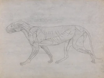 Studie eines Tigers, Seitenansicht, aus Einem Vergleichenden Anatomischen Exposé der Struktur des menschlichen Körpers mit dem eines Tigers und eines gewöhnlichen Huhns, 1795-1806