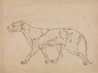 Studie eines Tigers, Seitenansicht, aus Einem Vergleichenden Anatomischen Exposé der Struktur des menschlichen Körpers mit dem eines Tigers und eines gewöhnlichen Huhns, 1795-1806