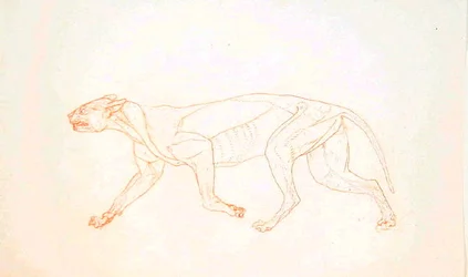 Studie eines Tigers, Seitenansicht, aus Einem Vergleichenden Anatomischen Exposé der Struktur des menschlichen Körpers mit dem eines Tigers und eines gewöhnlichen Huhns, 1795-1806