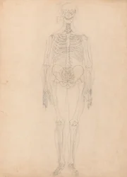 Studie der menschlichen Figur, Vorderansicht, Diagramm für Schlüssel zu Tabelle I, aus Einem Vergleichenden Anatomischen Exposé der Struktur des menschlichen Körpers mit dem eines Tigers und eines gewöhnlichen Huhns, ca. 1795-1806