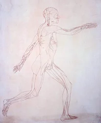 Studie der menschlichen Figur, Seitenansicht, aus Ein vergleichendes anatomisches Exposé der Struktur des menschlichen Körpers mit dem eines Tigers und eines gewöhnlichen Huhns