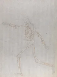 Studie der menschlichen Figur, Seitenansicht, aus Einem Vergleichenden Anatomischen Exposé der Struktur des menschlichen Körpers mit dem eines Tigers und eines gewöhnlichen Huhns, 1795-1806