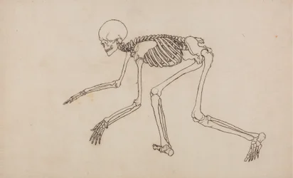 Studie der menschlichen Figur, Seitenansicht, aus Einem Vergleichenden Anatomischen Exposé der Struktur des menschlichen Körpers mit dem eines Tigers und eines gewöhnlichen Huhns, 1795-1806