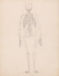 Studie der menschlichen Figur, Rückansicht, Diagramm für Schlüssel zu Tabelle II, aus Einem Vergleichenden Anatomischen Exposé der Struktur des menschlichen Körpers mit dem eines Tigers und eines gewöhnlichen Huhns, ca. 1795-1806