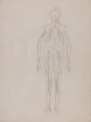 Studie der menschlichen Figur, Rückansicht, aus Ein vergleichendes anatomisches Exposé der Struktur des menschlichen Körpers mit dem eines Tigers und eines gewöhnlichen Huhns