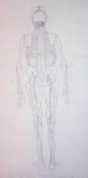 Studie der menschlichen Figur, Rückansicht, aus Ein vergleichendes anatomisches Exposé der Struktur des menschlichen Körpers mit dem eines Tigers und eines gewöhnlichen Huhns