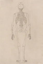 Studie der menschlichen Figur, Rückansicht, aus Einem Vergleichenden Anatomischen Exposé der Struktur des menschlichen Körpers mit dem eines Tigers und eines gewöhnlichen Huhns, ca. 1795-1806