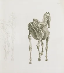 Tafel XV, aus 