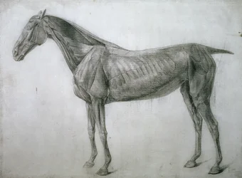 Studie der Muskeln: Ecorche-Zeichnung von der Flanke gesehen, aus der 13. Anatomischen Tafel, aus der Anatomie des Pferdes, 1766