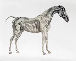 Dritte anatomische Tafel, aus 
