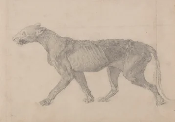 Tigerkörper, Seitenansicht (Erste von neun Zeichnungen eines anderen Tigerexemplars)
