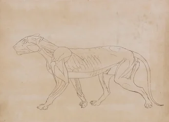 Tigerkörper, Seitenansicht (Umrisszeichnung für eine Schlüsselfigur)