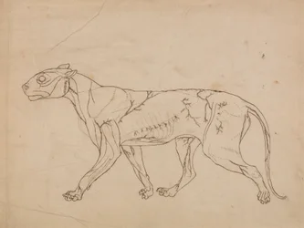 Tigerkörper, Seitenansicht (Umrissstudie der Oberflächenmuskeln und ihrer Blutversorgung, wahrscheinlich für eine Schlüsselfigur erstellt)