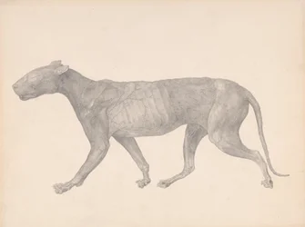 Tiger, Seitenansicht, mit entfernter Haut und Gewebe (Fertige Studie für Tabelle IX)