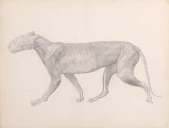 Tiger, Seitenansicht, mit entfernten Bindegeweben über den Muskeln (Fertige Studie für Tafel XIV)