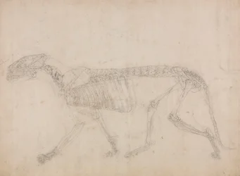 Tigerskelett, Seitenansicht (Wahrscheinlich die Hauptstudie des Skeletts)