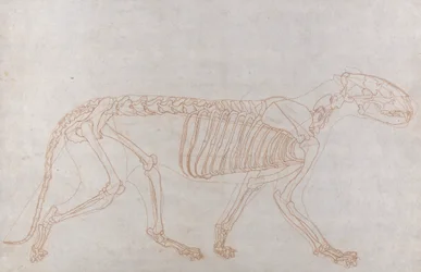Tigerskelett, Seitenansicht
