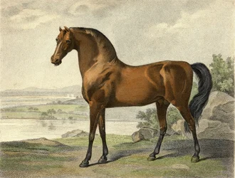 Warren Hastings Araber