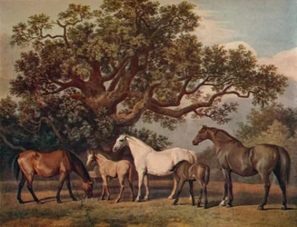 Zuchtstuten und Fohlen