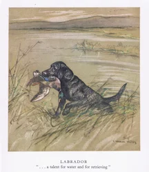 Labrador
