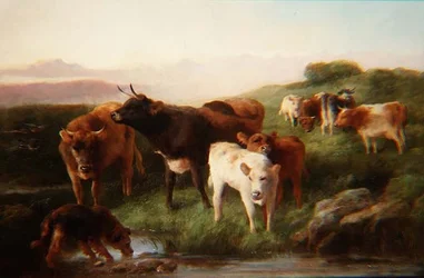 Weidende Hochlandrinder