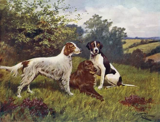 Die Favoriten des Jägers