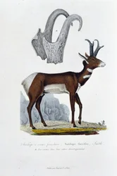 Naturgeschichtstafel: Zoologische Tafel darstellend die Geißelantilope; Furcifer Antelope, Smith. a. Die Hörner in ihrer gesamten Entwicklung - in „Gesammelte Werke von Buffon“ von Naturforscher Georges Louis Leclerc, Graf von Buffon (1707-1788). Gravur.