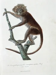 Naturgeschichtliche Tafel: Zoologische Darstellung des Semnopitheque pyrrhus; Semnopithecus pyrrhus (von Horsfield) - in „Komplettwerke von Buffon“ von Naturforscher Georges Louis Leclerc, Graf von Buffon (1707 - 1788). Gravur von 1837